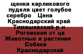 щенки карликового пуделя цвет голубое серебро › Цена ­ 4 000 - Краснодарский край, Тимашевский р-н, Роговская ст-ца Животные и растения » Собаки   . Краснодарский край